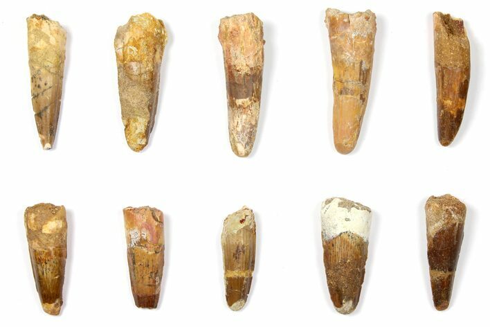 Lot: to Bargain Spinosaurus Teeth - Pieces #133414